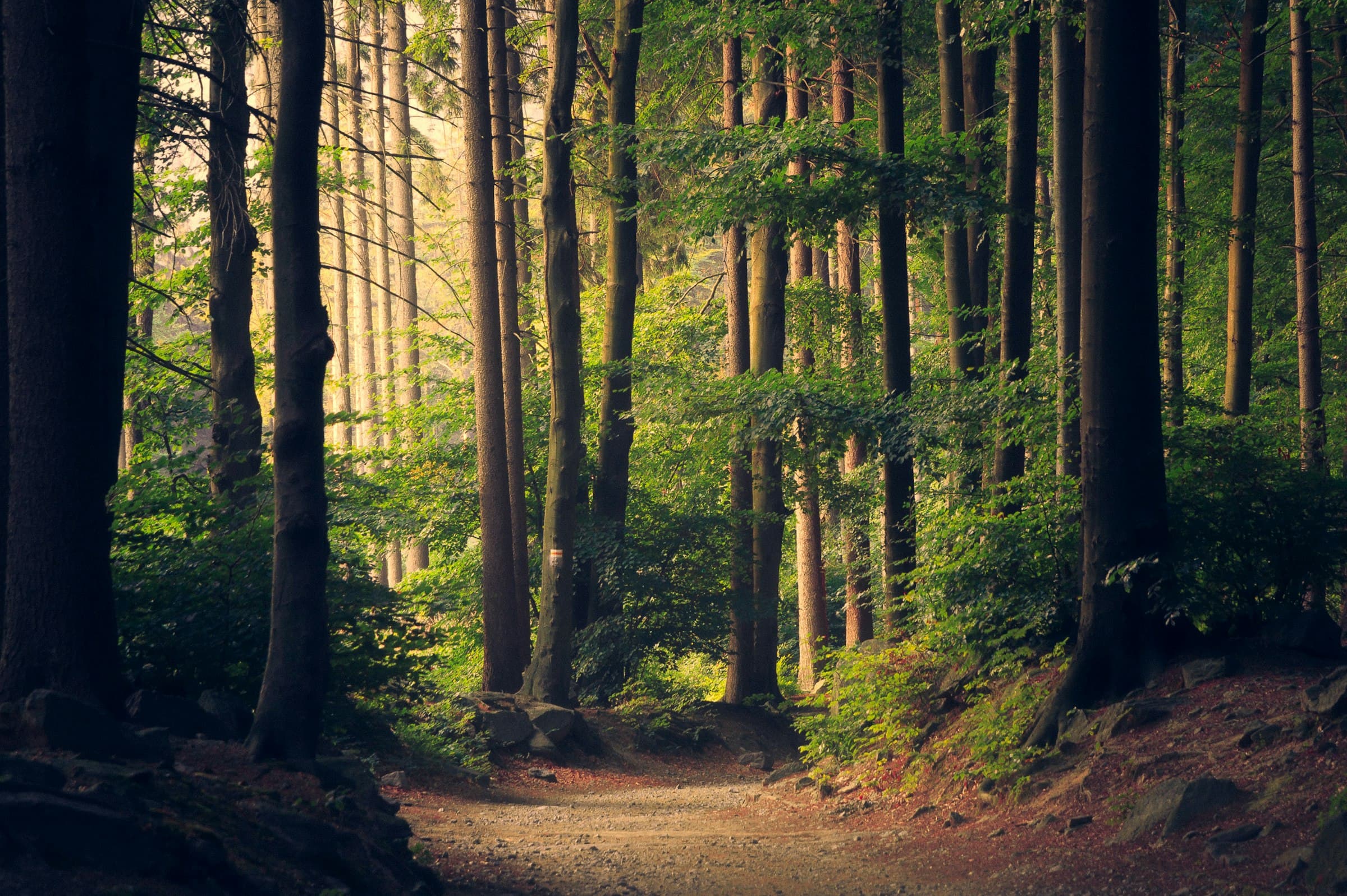 Forêt baignée de lumière, atmosphère sereine
